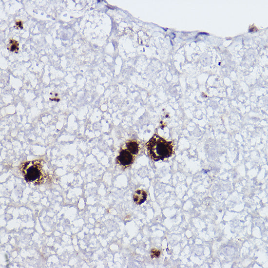 Phospho-Histone H3-S10 Rabbit pAb