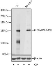 Phospho-NEDD4L-S448 Rabbit pAb