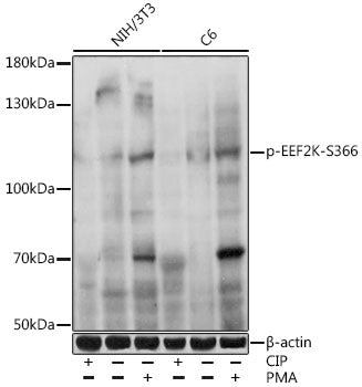 Phospho-EEF2K-S366 Rabbit pAb