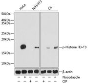 Phospho-Histone H3-T3 Rabbit pAb