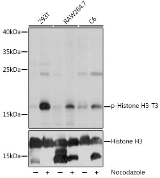 Phospho-Histone H3-T3 Rabbit pAb