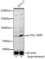 Phospho-HSL-S660 Rabbit pAb