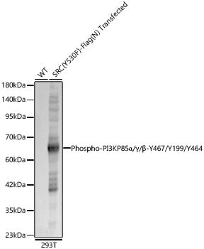 Phospho-PI3KP85α/P55γ/P85β-Y467/Y199/Y464 Rabbit pAb