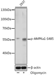 Phospho-AMPKα1-S485 Rabbit pAb