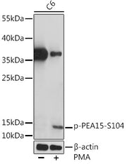 Phospho-PEA15-S104 Rabbit pAb