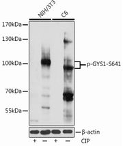 Phospho-GYS1-S641 Rabbit pAb