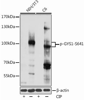 Phospho-GYS1-S641 Rabbit pAb