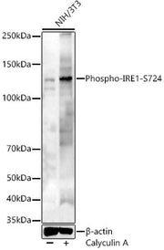 Phospho-IRE1-S724 Rabbit pAb