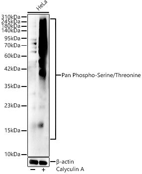 Pan Phospho-Serine/Threonine Rabbit pAb