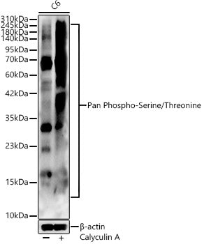Pan Phospho-Serine/Threonine Rabbit pAb