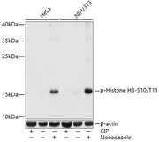 Phospho-Histone H3-S10/T11 Rabbit pAb