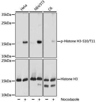 Phospho-Histone H3-S10/T11 Rabbit pAb