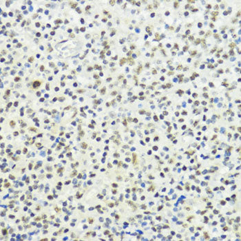 Phospho-Histone H3-T32 Rabbit pAb