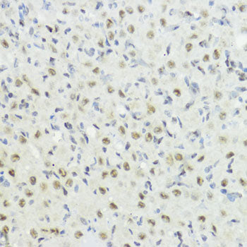 Phospho-Histone H3-T32 Rabbit pAb