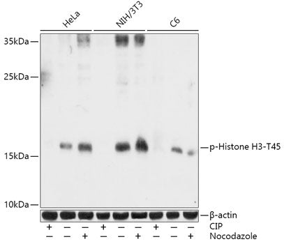 Phospho-Histone H3-T45 Rabbit pAb