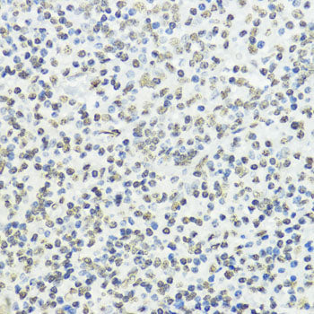 Phospho-Histone H3-T45 Rabbit pAb