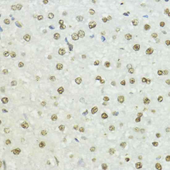 Phospho-Histone H3-T45 Rabbit pAb