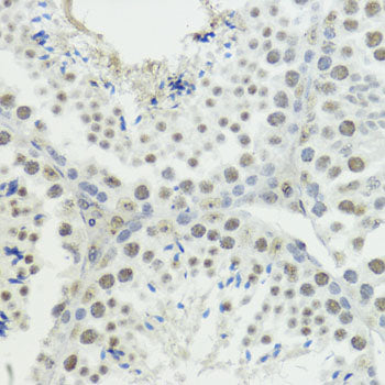 Phospho-Histone H3-T45 Rabbit pAb