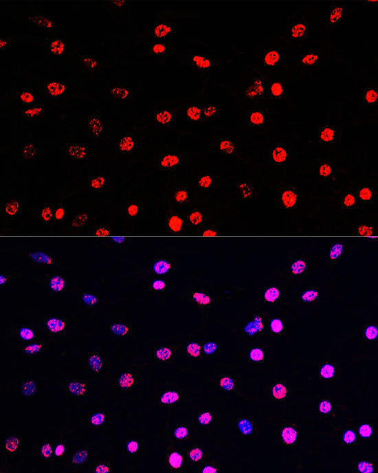 Phospho-Histone H3-T45 Rabbit pAb