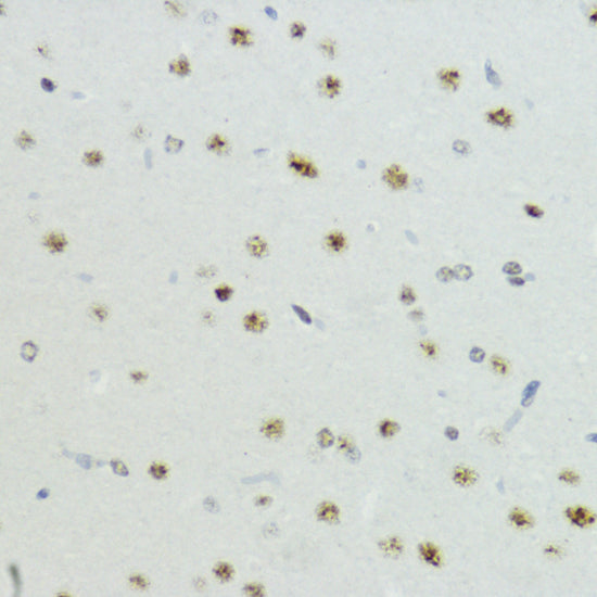 Phospho-Histone H3-T6 Rabbit pAb