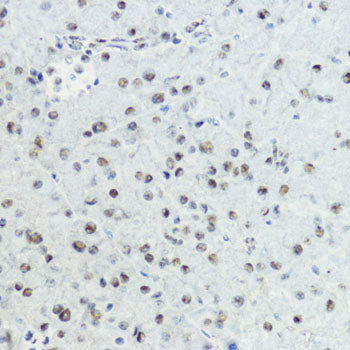 Phospho-Histone H3-T6 Rabbit pAb