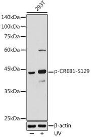 Phospho-CREB1-S129 Rabbit pAb