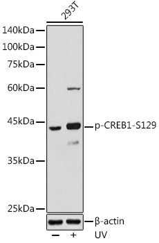 Phospho-CREB1-S129 Rabbit pAb