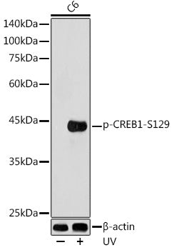 Phospho-CREB1-S129 Rabbit pAb