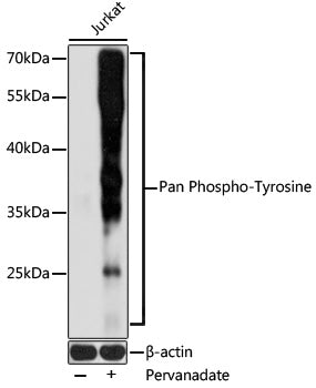 Pan Phospho-Tyrosine Rabbit pAb