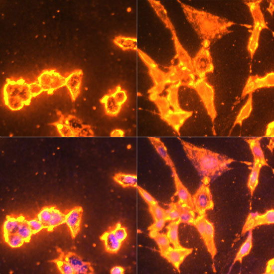 Pan Phospho-Tyrosine Rabbit pAb