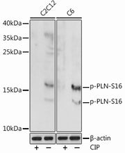Phospho-PLN-S16 Rabbit pAb