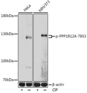 Phospho-PPP1R12A-T853 Rabbit pAb