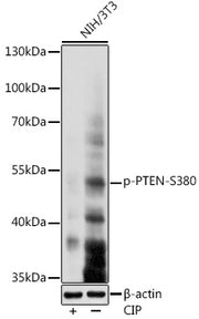Phospho-PTEN-S380 Rabbit pAb