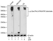 Phospho-(Ser/Thr) ATM/ATR Substrate Rabbit pAb