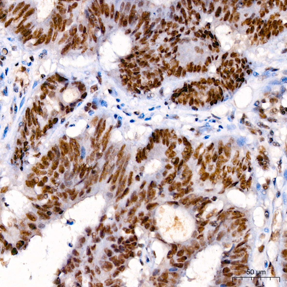 Phospho-POLR2A CTD-S7 Rabbit pAb