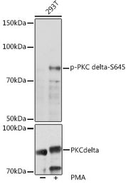 Phospho-PKC delta-S645 Rabbit pAb