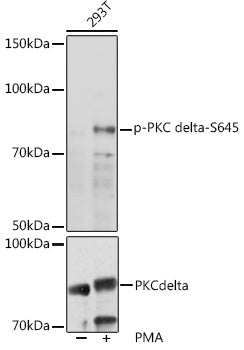 Phospho-PKC delta-S645 Rabbit pAb