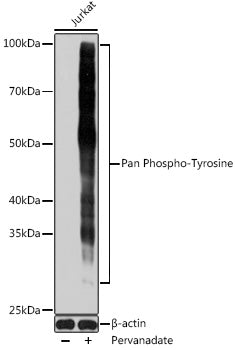 Pan Phospho-Tyrosine Mouse mAb