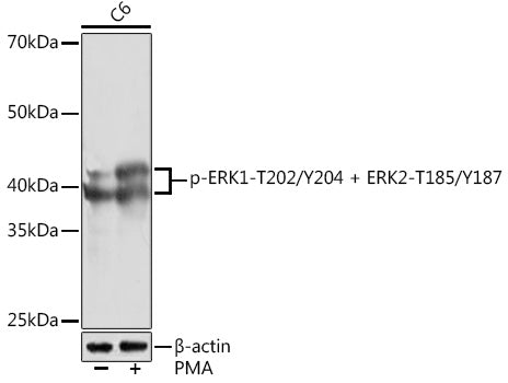 Phospho-ERK1-T202/Y204 + ERK2-T185/Y187 Rabbit mAb