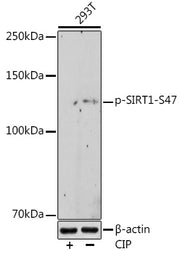 Phospho-SIRT1-S47 Rabbit mAb