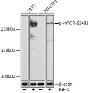 Phospho-mTOR-S2481 Rabbit mAb