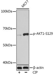 Phospho-AKT1-S129 Rabbit mAb