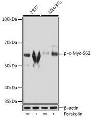 Phospho-c-Myc-S62 Rabbit mAb