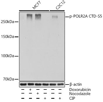 Phospho-POLR2A CTD-S5 Rabbit mAb