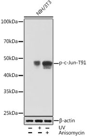 Phospho-c-Jun-T91 Rabbit mAb