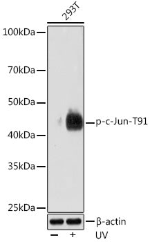 Phospho-c-Jun-T91 Rabbit mAb