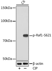 Phospho-Raf1-S621 Rabbit mAb