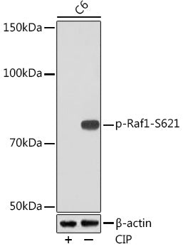 Phospho-Raf1-S621 Rabbit mAb