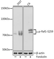 Phospho-Raf1-S259 Rabbit mAb