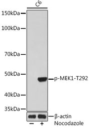 Phospho-MEK1-T292 Rabbit mAb